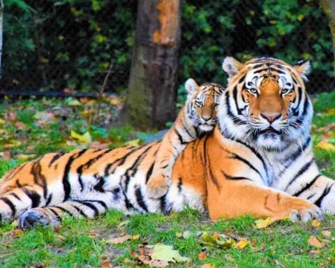 A Bengal tigress lies on grass with her cub nestled against her side beneath a canopy of trees.
