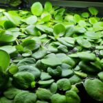Amazon Frogbit. Photo Source: FrozenAvatar CC BY-SA 4.0