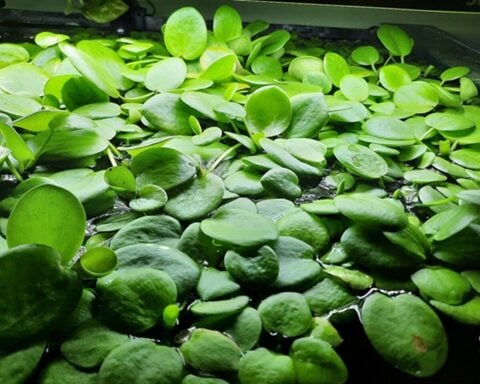 Amazon Frogbit. Photo Source: FrozenAvatar CC BY-SA 4.0