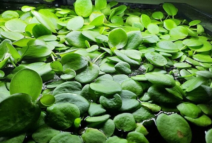 Amazon Frogbit. Photo Source: FrozenAvatar CC BY-SA 4.0