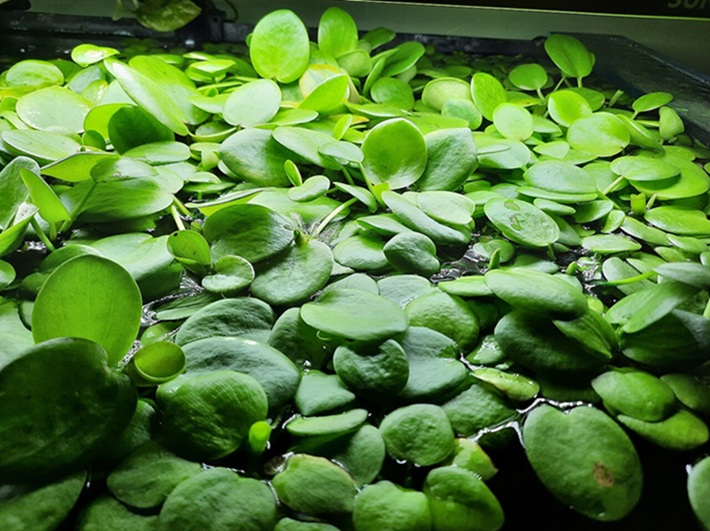 Amazon Frogbit. Photo Source: FrozenAvatar CC BY-SA 4.0