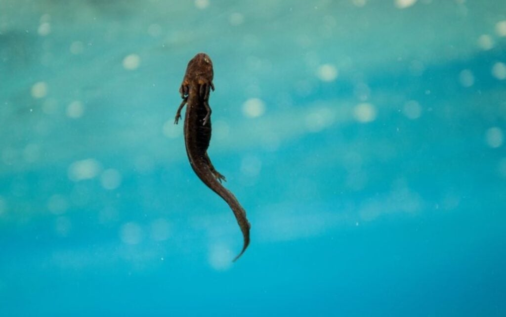 Crater Lake Newt