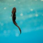 Crater Lake Newt