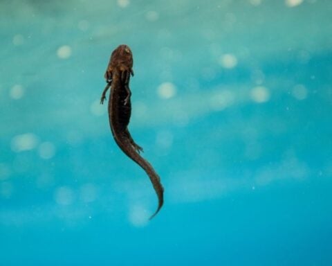 Crater Lake Newt