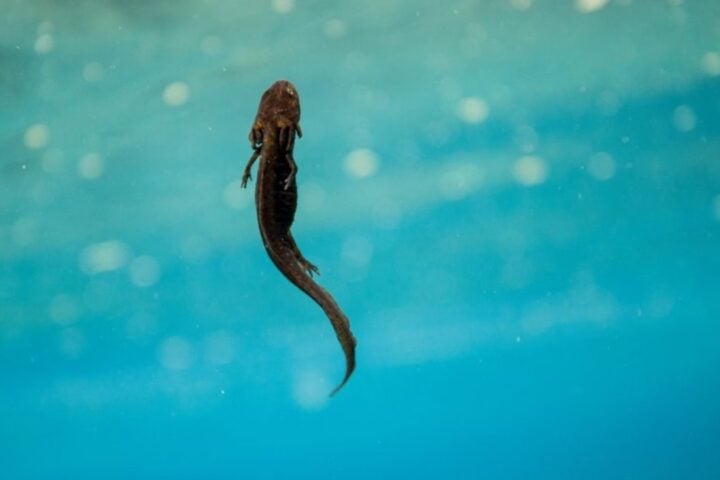 Crater Lake Newt