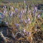 Lawsuit Filed to Protect Rare Desert Wildflower.