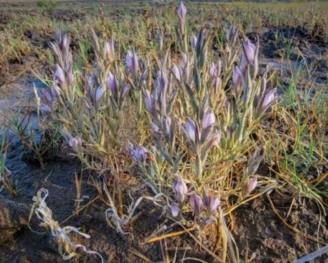 Lawsuit Filed to Protect Rare Desert Wildflower.