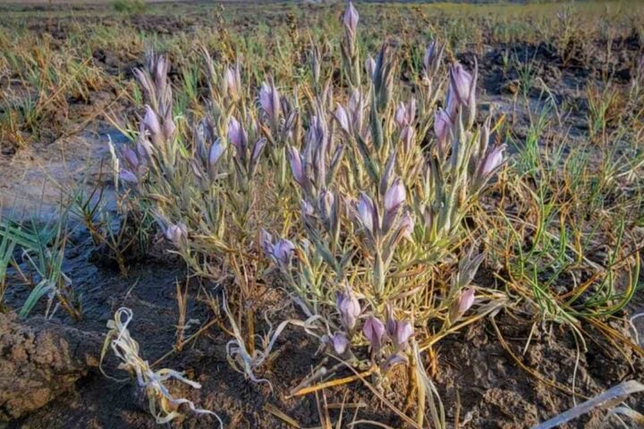 Lawsuit Filed to Protect Rare Desert Wildflower.