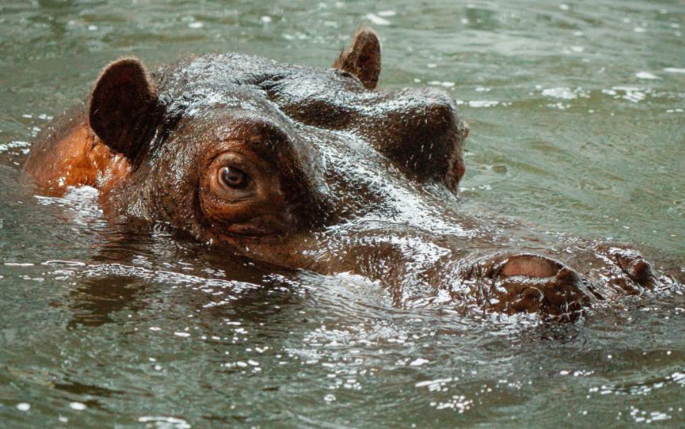 Close-up of a hippopotamus