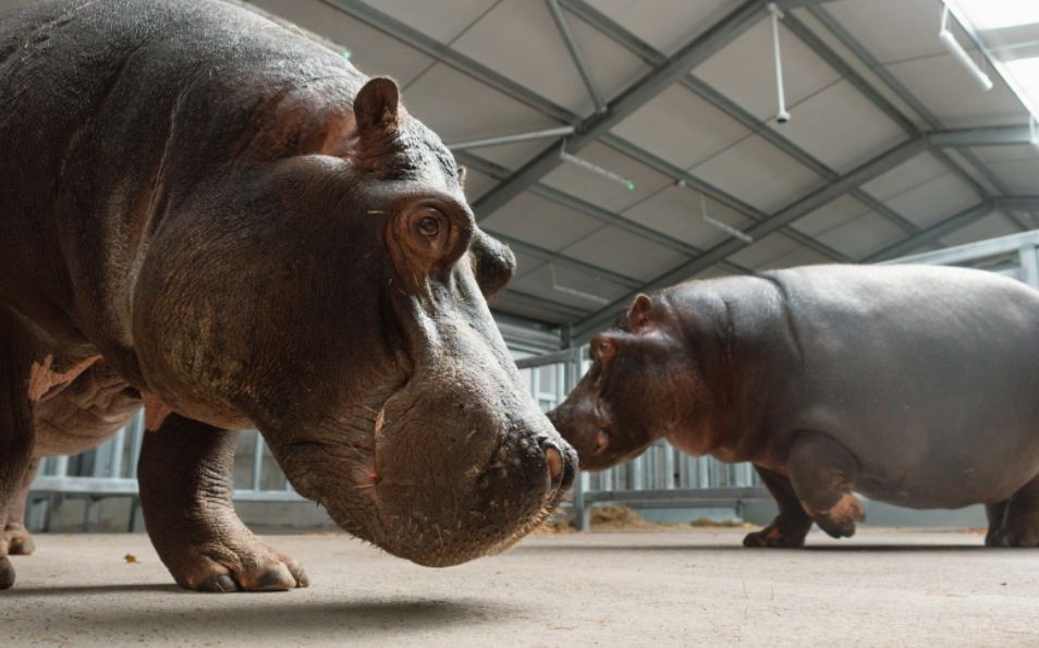 Close-up of a hippopotamus
