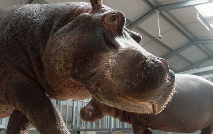 Close-up of a hippopotamus