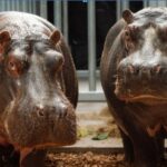 Close-up of a hippopotamus.