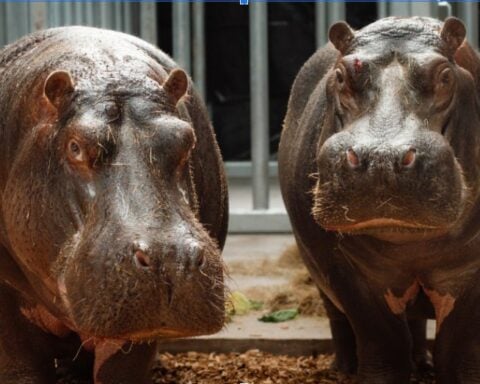 Close-up of a hippopotamus.