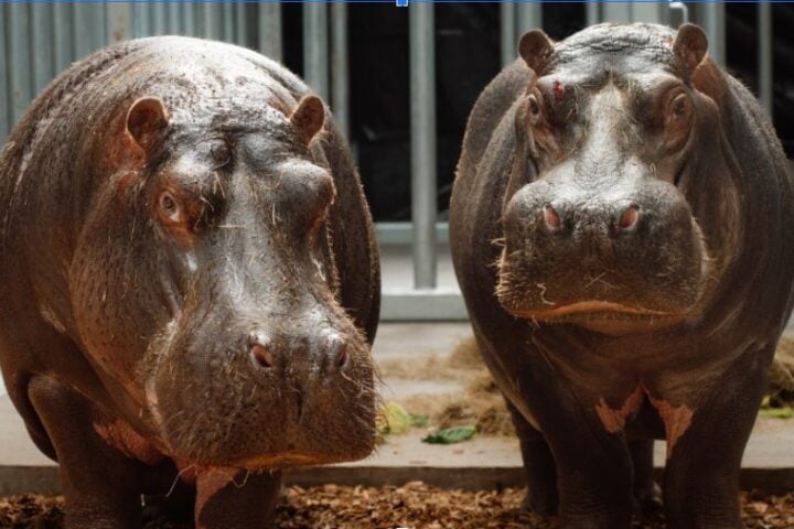 Close-up of a hippopotamus.