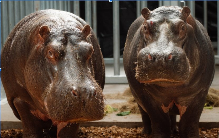 Close-up of a hippopotamus.
