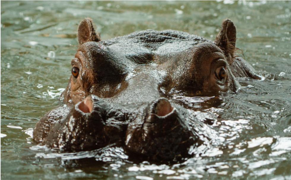 Close-up of a hippopotamus