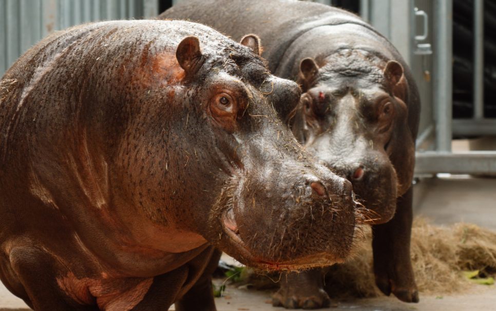 Close-up of a hippopotamus