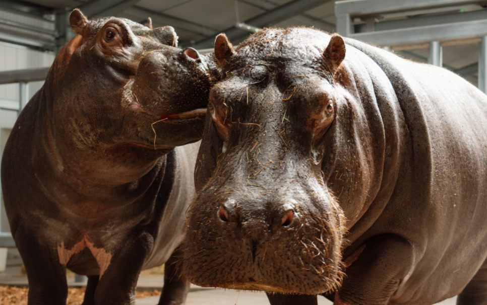 Close-up of a hippopotamus