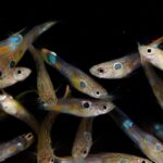 Group of male guppies with colorful spots.