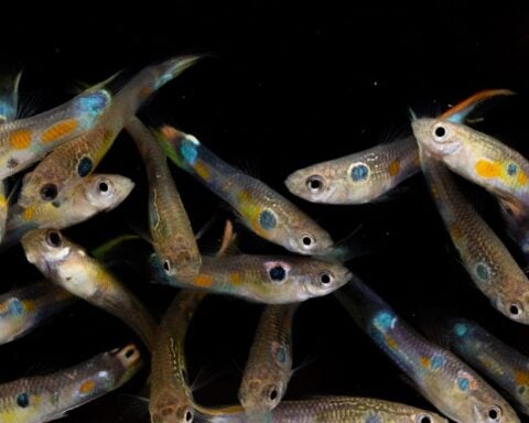 Group of male guppies with colorful spots.
