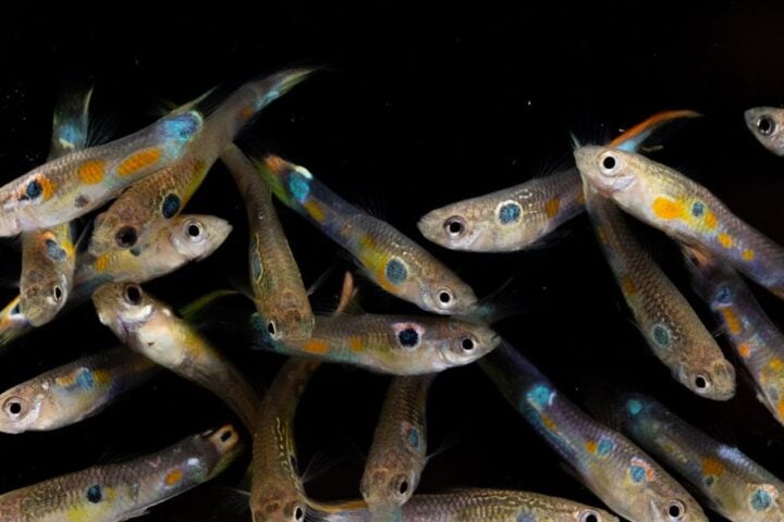 Group of male guppies with colorful spots.
