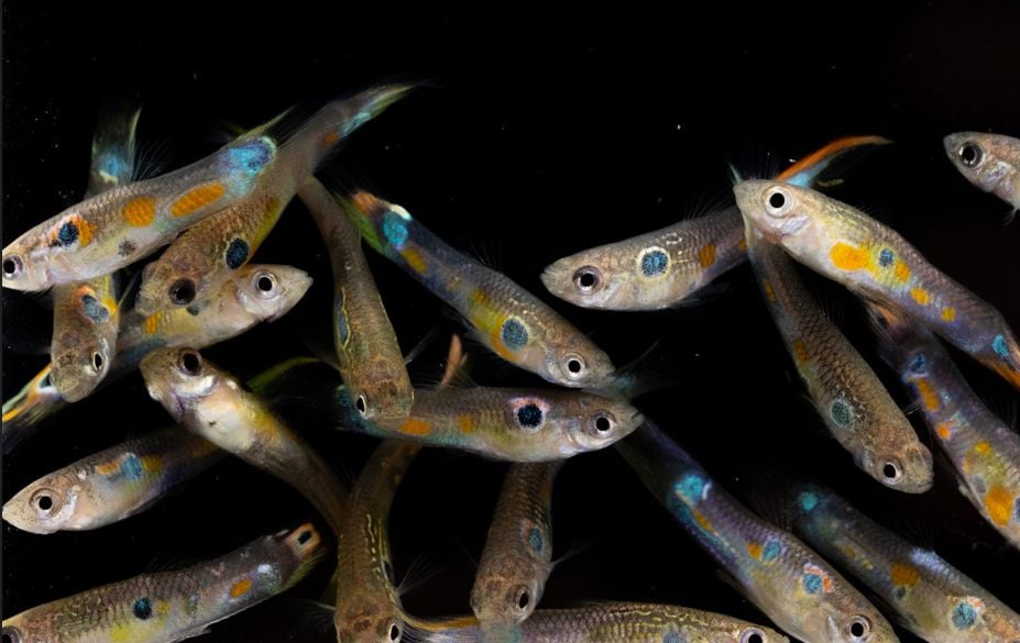 Group of male guppies with colorful spots.