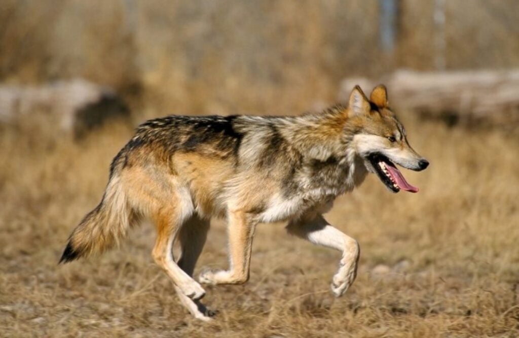 Mexican gray wolf