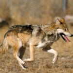 Mexican gray wolf