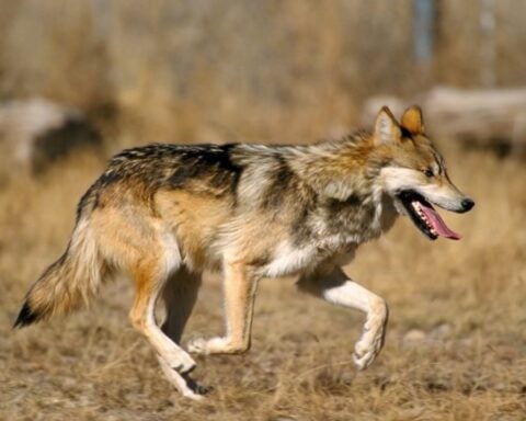 Mexican gray wolf
