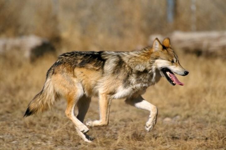 Mexican gray wolf