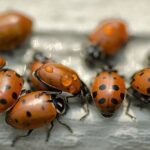 Thirsty Lady Bugs. Photo Source- John Fowler (CC BY 2.0)
