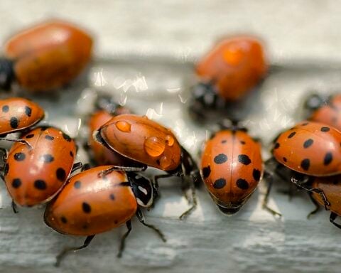 Thirsty Lady Bugs. Photo Source- John Fowler (CC BY 2.0)