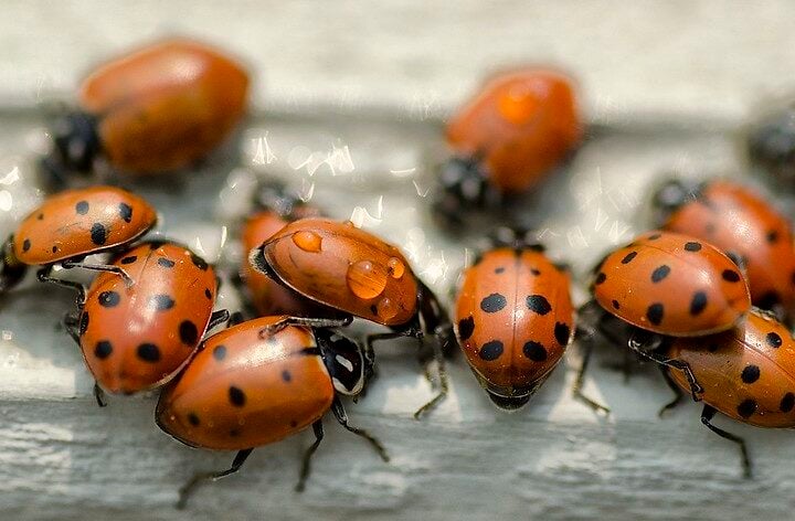 Thirsty Lady Bugs. Photo Source- John Fowler (CC BY 2.0)