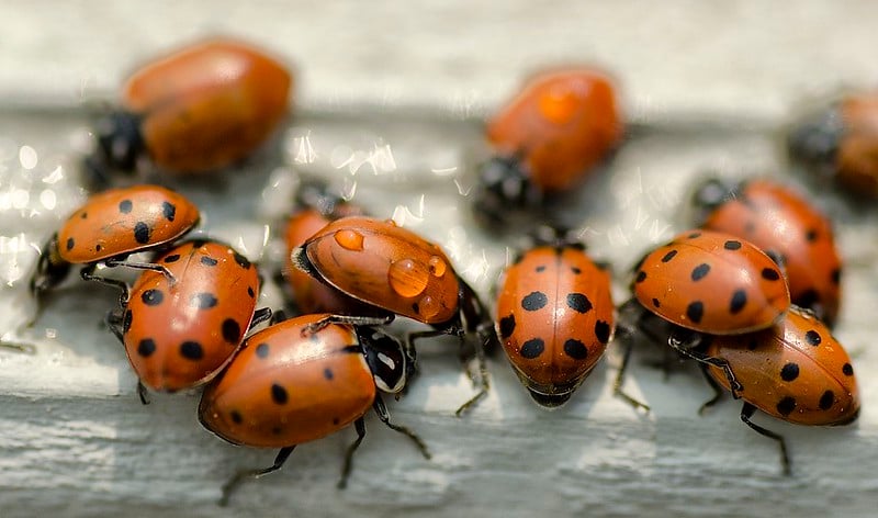 Thirsty Lady Bugs. Photo Source- John Fowler (CC BY 2.0)