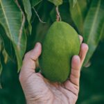 A person holding unripe mango.