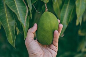 A person holding unripe mango.
