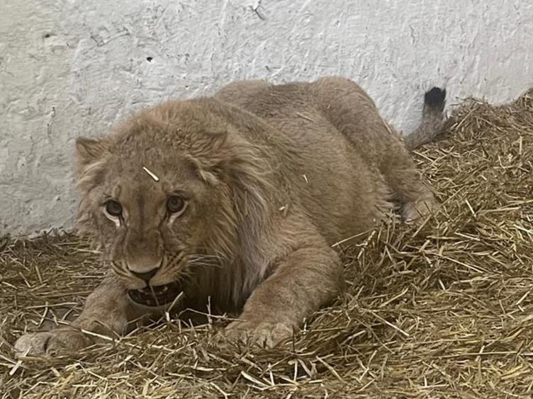 Lion rests on hay inside a shelter at Yorkshire Wildlife Park.