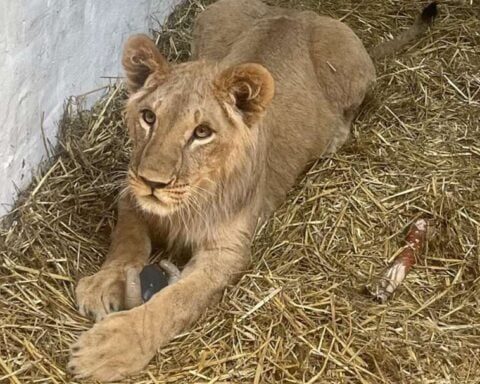 Lion rests on hay inside a shelter at Yorkshire Wildlife Park.