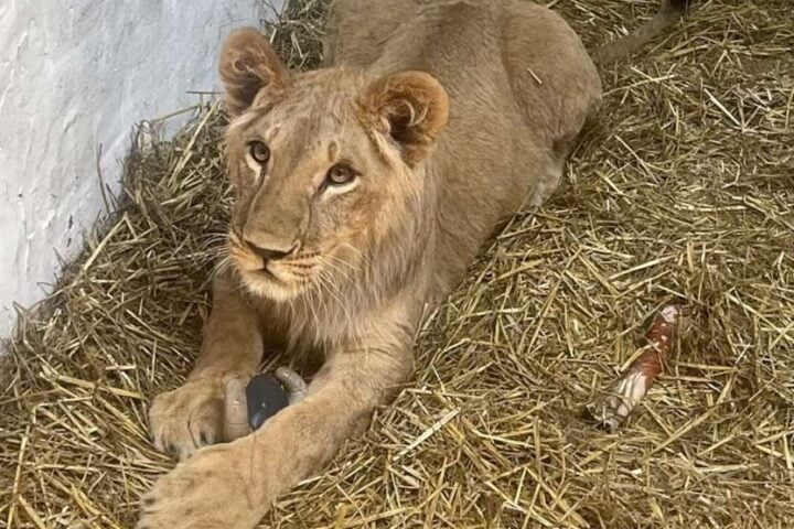 Lion rests on hay inside a shelter at Yorkshire Wildlife Park.