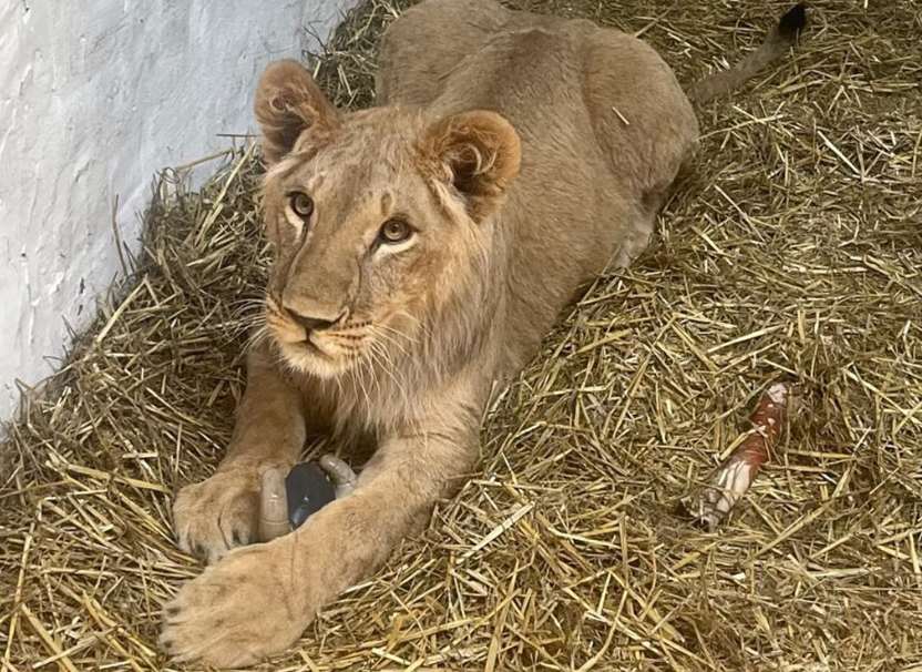 Lion rests on hay inside a shelter at Yorkshire Wildlife Park.