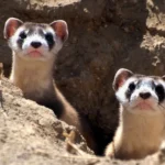 Black-Footed Ferret