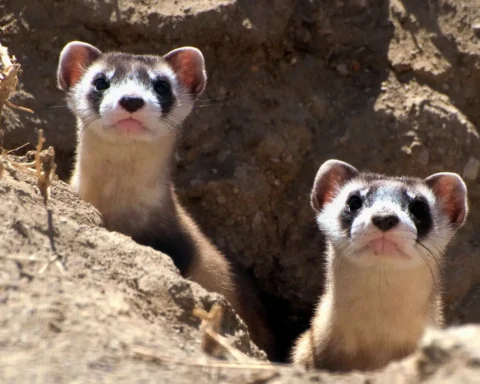 Black-Footed Ferret