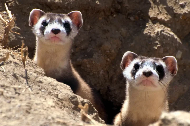 Black-Footed Ferret