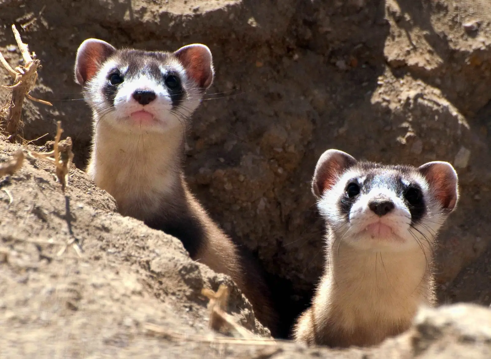 Black-Footed Ferret