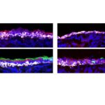 Damage from smoke and respiratory viruses mitigated in mice via a common signaling pathway.