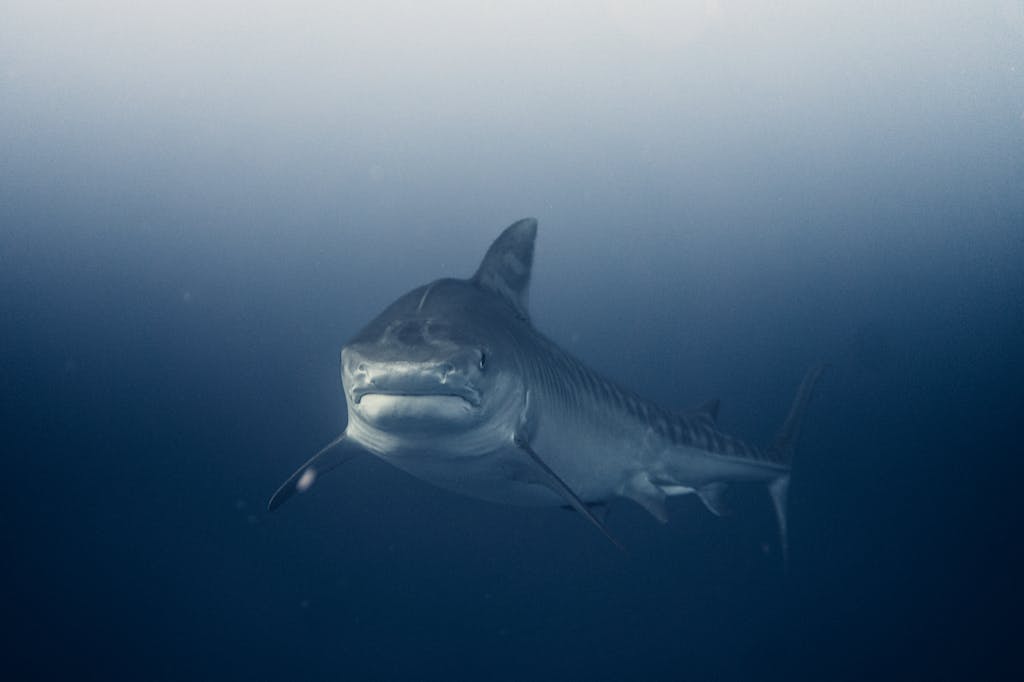 Record-Breaking 1,653-Pound Great White ‘Contender’ Tracked 50 Miles Off Nantucket
