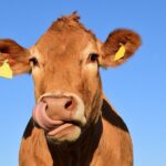 A brown cow with yellow ear tags.