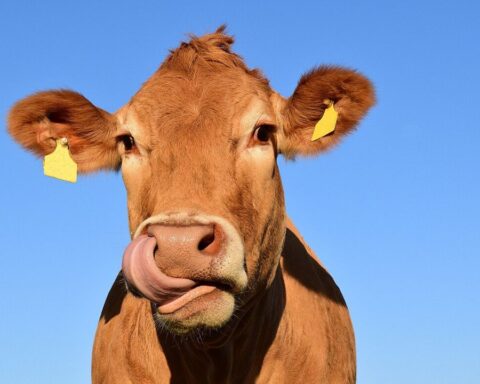 A brown cow with yellow ear tags.