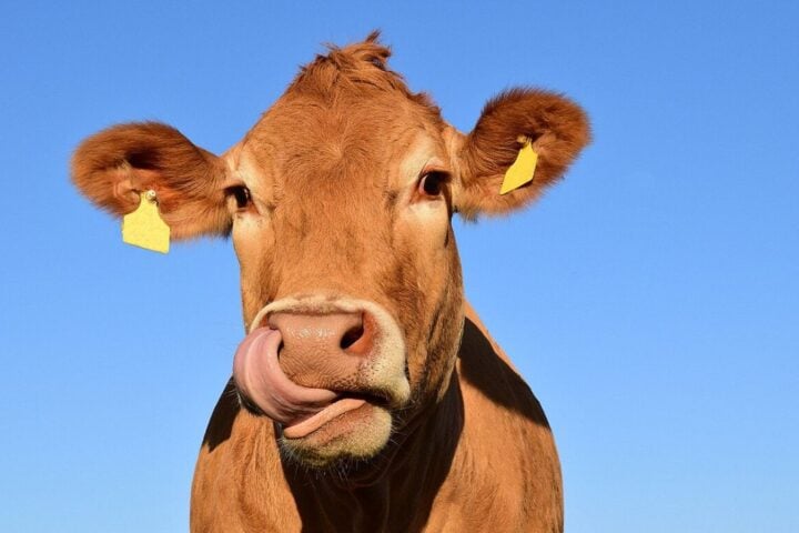 A brown cow with yellow ear tags.