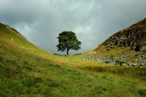 Sycamore Gap during a fleeting break in the clouds.